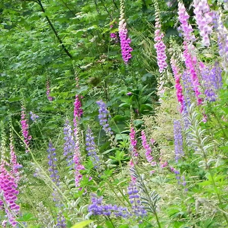 Apartment Haus Sonnenschein