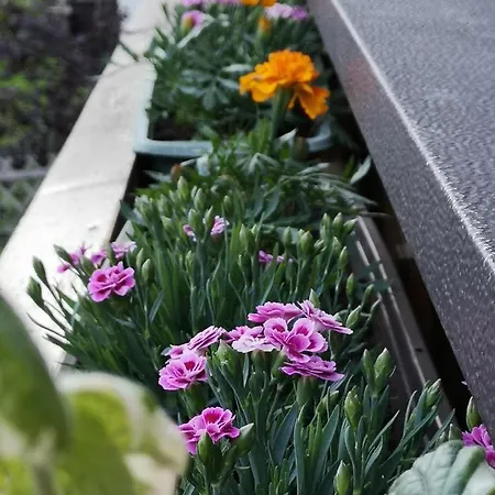 Haus Sonnenschein 아파트 *